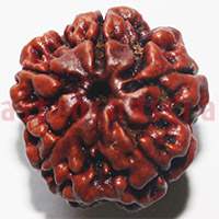 Rudraksh Beads & Pendants